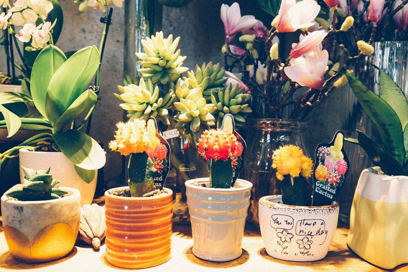 Sydney Best Cafe Cuppa Flowers plants